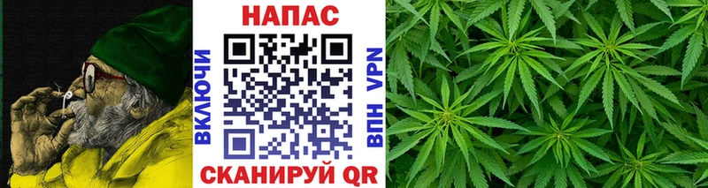 Конопля гибрид  Тимашёвск 